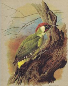 Buy Engraving by Basil Ede The Green Woodpecker. Offset lithography. England, 1965 | Online Pharmacy | https://pharm-pills.com